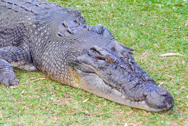 Looming catastrophe for Queensland crocodiles