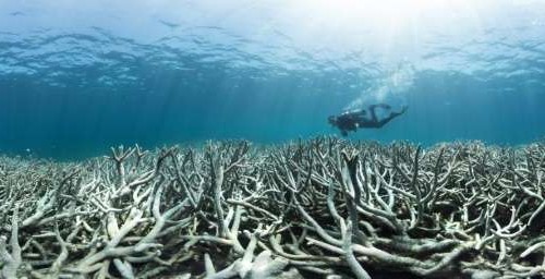 Research shows Great Barrier Reef visitors understand climate threat