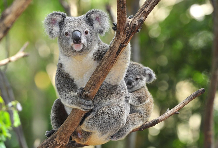 Taronga Conservation calls for urgent funding to address emerging koala crisis