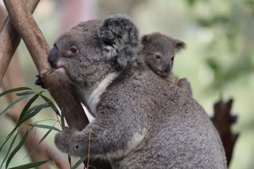 Land clearance to cause Koala extinction in NSW by 2050