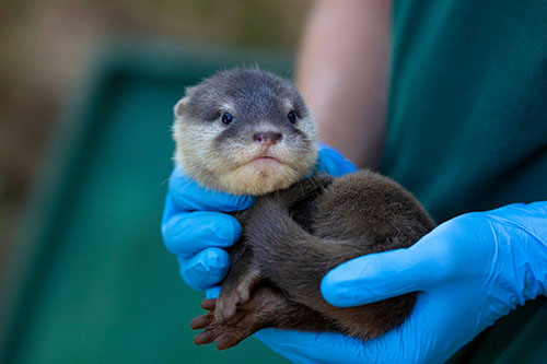 Perth Zoo’s otter breeding program helps protect species against extinction