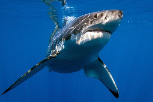 Western Australian Government bans shark fishing from all Perth