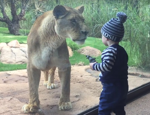 Perth Zoo S Lonely Lion Gets A New Home In Exhibit Expansion Australasian Leisure Management