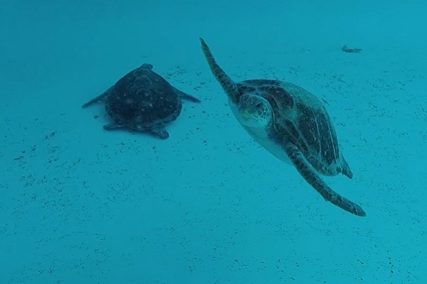 Sea World team releases pair of rehabilitated green turtles ...