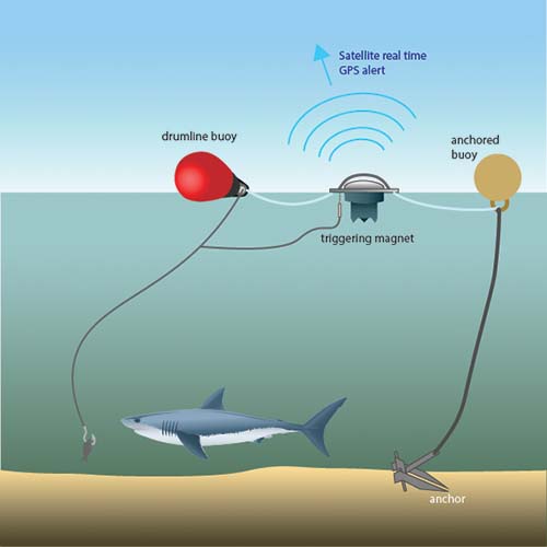 Smart Shark Management drumlines trialled across Sydney beaches ...