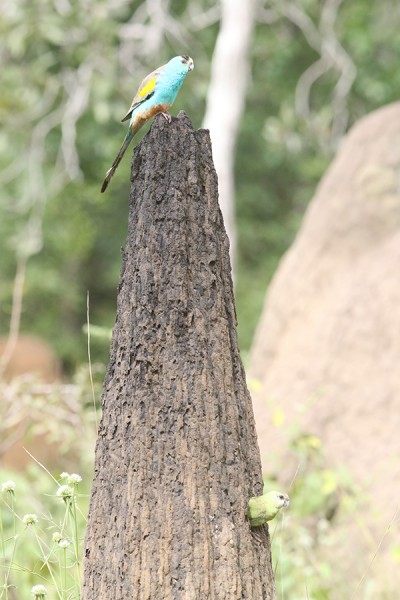 Queensland Government announces creation of two new nature refuges