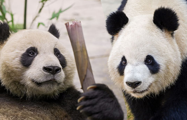 Giant Pandas settle into new habitat at Adelaide Zoo
