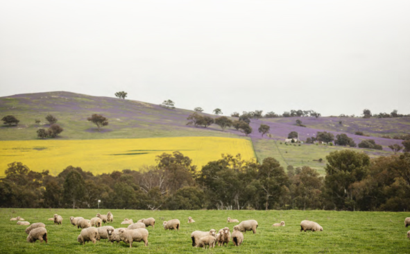 Riverina region agritourism development secures recognition