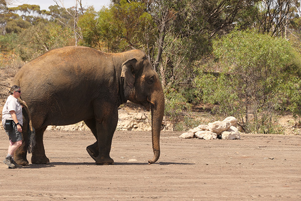 Zoos SA updates on Monarto Safari Park’s Asian elephant herd