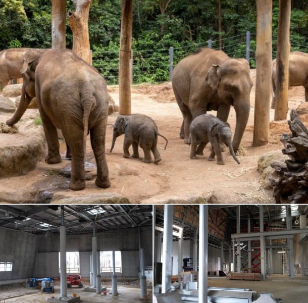 Construction on Werribee Zoo’s new Elephant home reaches half-way mark