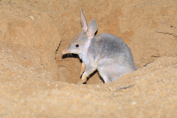 Queensland Government and Save the Bilby Fund extend partnership for another 10 years