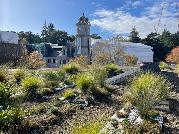 Plants thriving on Auckland’s Central City library roof top