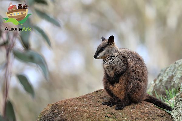 Aussie Ark thanks businesses who pledged in last year’s 2022 campaign