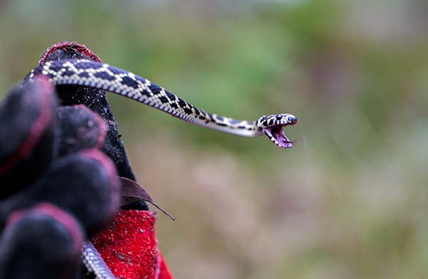 Aussie Ark achieves world-first breeding of endangered Broad-headed Snake