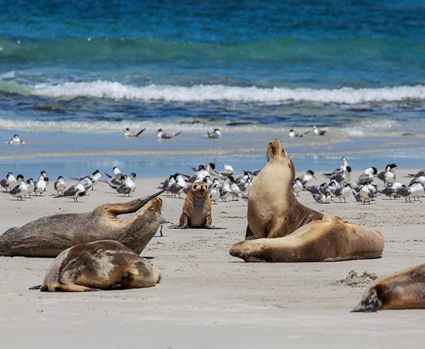 National team established to help with recovery of endangered Australian sea lions