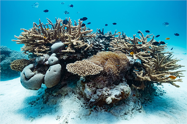 AMCS welcomes wetland restoration funding to protect Great Barrier Reef from pollution