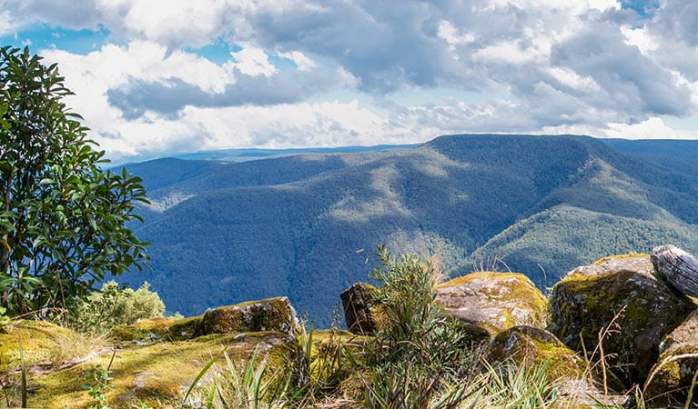 NSW National Parks and Wildlife Service removes invasive animals from Barrington Tops World Heritage Area