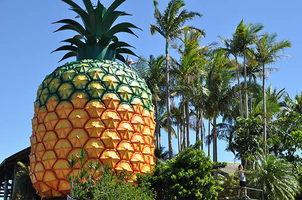 Sunshine Coast deploys pineapples to boost winter visitation