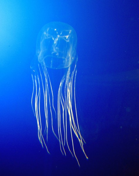 Teenage boy dies from box jellyfish sting at North Queensland beach