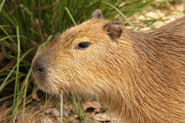 Adelaide Zoo welcomes arrival of three male Capybaras