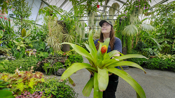 Plants relocated ahead of Christchurch Botanic Gardens’ Cuningham House restoration