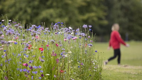 Community input informs wildflower trial across Christchurch’s green spaces