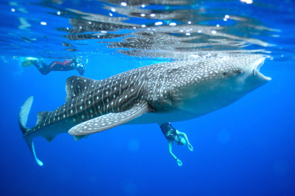 Enhanced protection for Christmas and Cocos Islands Marine Parks