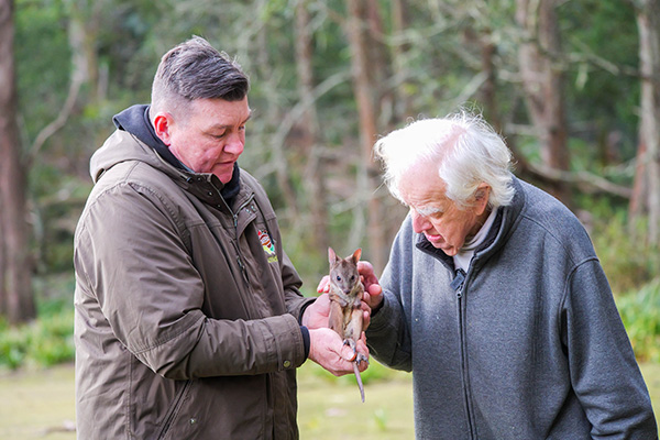 Aussie Ark transfers 15 endangered Parma Wallabies from Blue Mountains to Barrington Tops