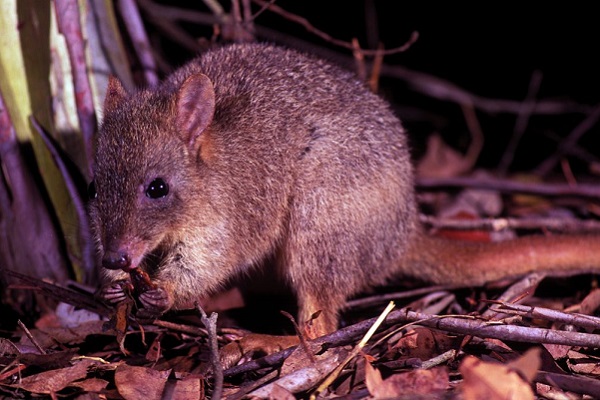 Rare marsupial released onto Western Australia’s Dirk Hartog Island