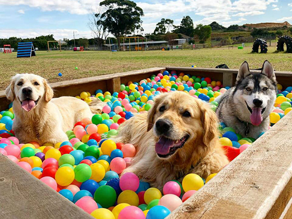 New ideas sought for Victorian dog parks to support wellbeing of both dogs and owners