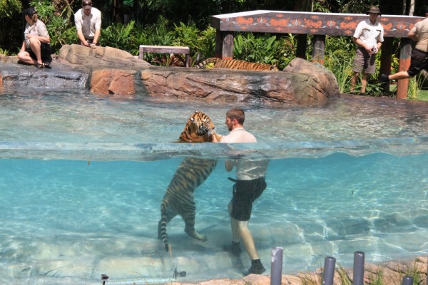 Dreamworld ends all human interactions with tigers