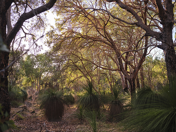 Community feedback sought on upgrades to Fremantle’s suburban Samson Park