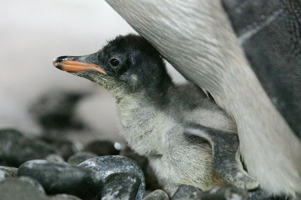 More Happy Feet arrive at Sea World