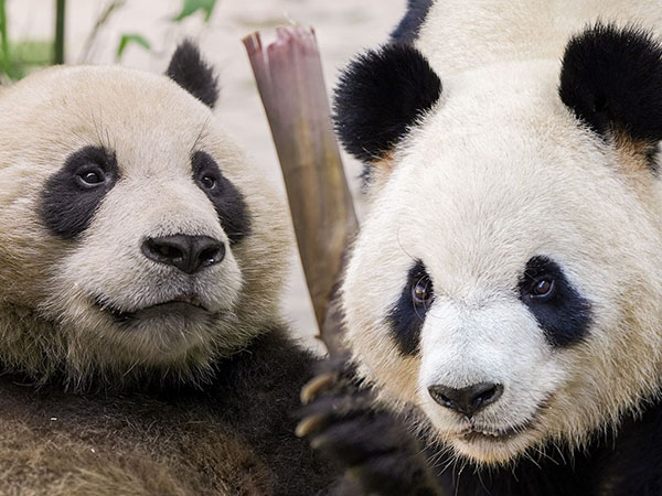 Giant Pandas arrive at Adelaide Zoo