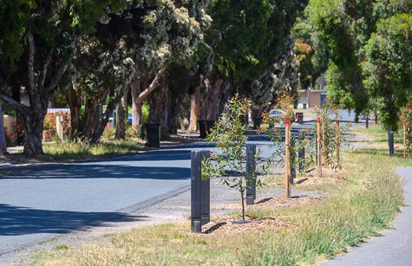 Greening Greater Bendigo tree planting program continues