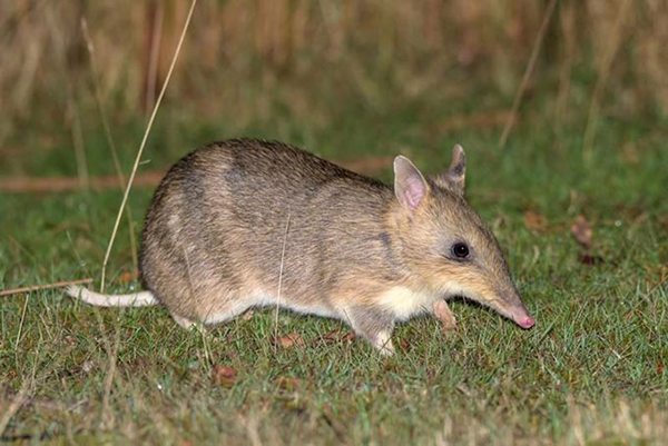 Hamilton Bandicoot Sanctuary receives new predator proof fence