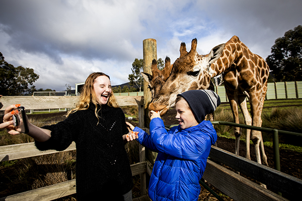 Victoria’s Halls Gap Zoo celebrates 40 years of nurturing animals