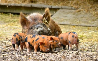 Hamilton Zoo attracts record for visitor numbers