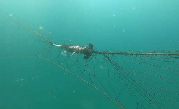 Conservation groups continue to call on NSW Government to end outdated shark net protection system