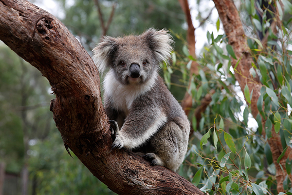 Victorian Tourism Awards celebrate leading industry attractions, operators and events