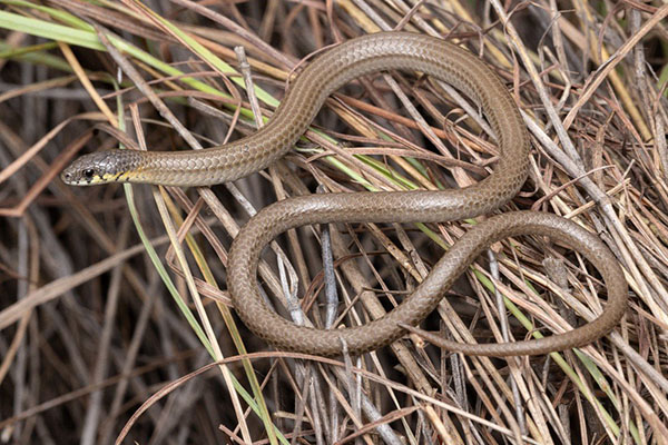 Conservation organisation calls for stronger laws to protect Australia’s threatened species