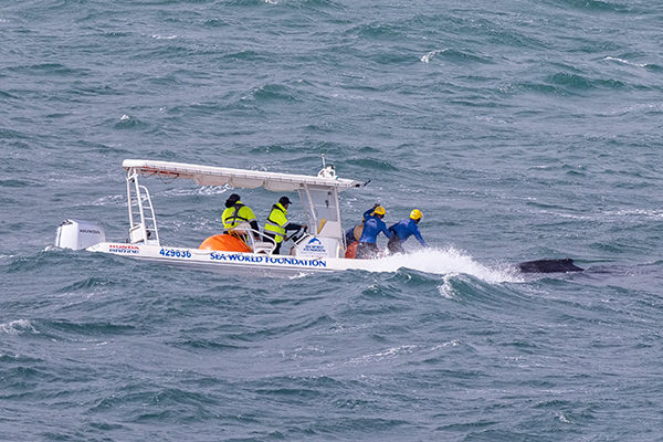 Sea World Foundation conduct complex three-day whale rescue in Northern NSW