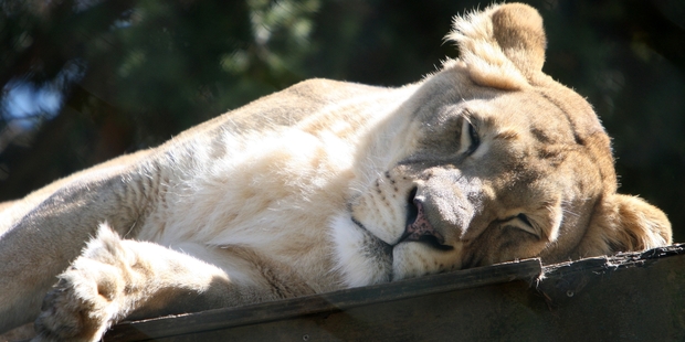 Whangerei big cat park aims for summer reopening