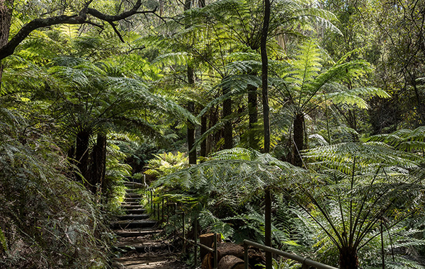 Accessibility and amenity upgrades to sensitively rejuvenate Leura Cascades Recreation Precinct