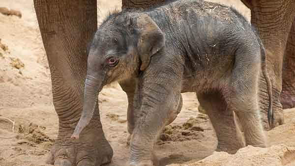 Melbourne Zoo announces birth of baby elephant