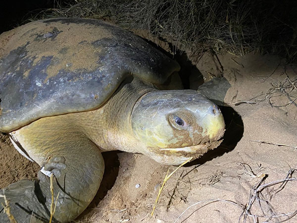First nesting turtles arrive at Mon Repos marking start of anticipated bumper tourism season