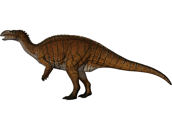 Dinosaur Selected As Queensland S Fossil Emblem Highlights Importance   Muttaburrasaurus 