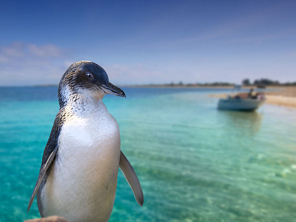 Penguin Island visitation to be restricted and new discovery centre will not proceed