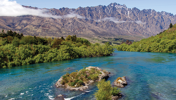 Tree Policy adopted in Queenstown