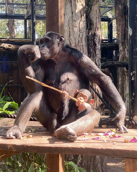 Rockhampton Zoo collaborates with Sydney Zoo on chimpanzee troop transfers